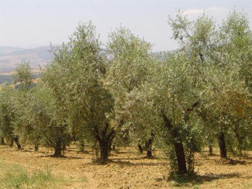 הוילה פיינצה Agriturismo Il Colombaiolo מראה חיצוני תמונה