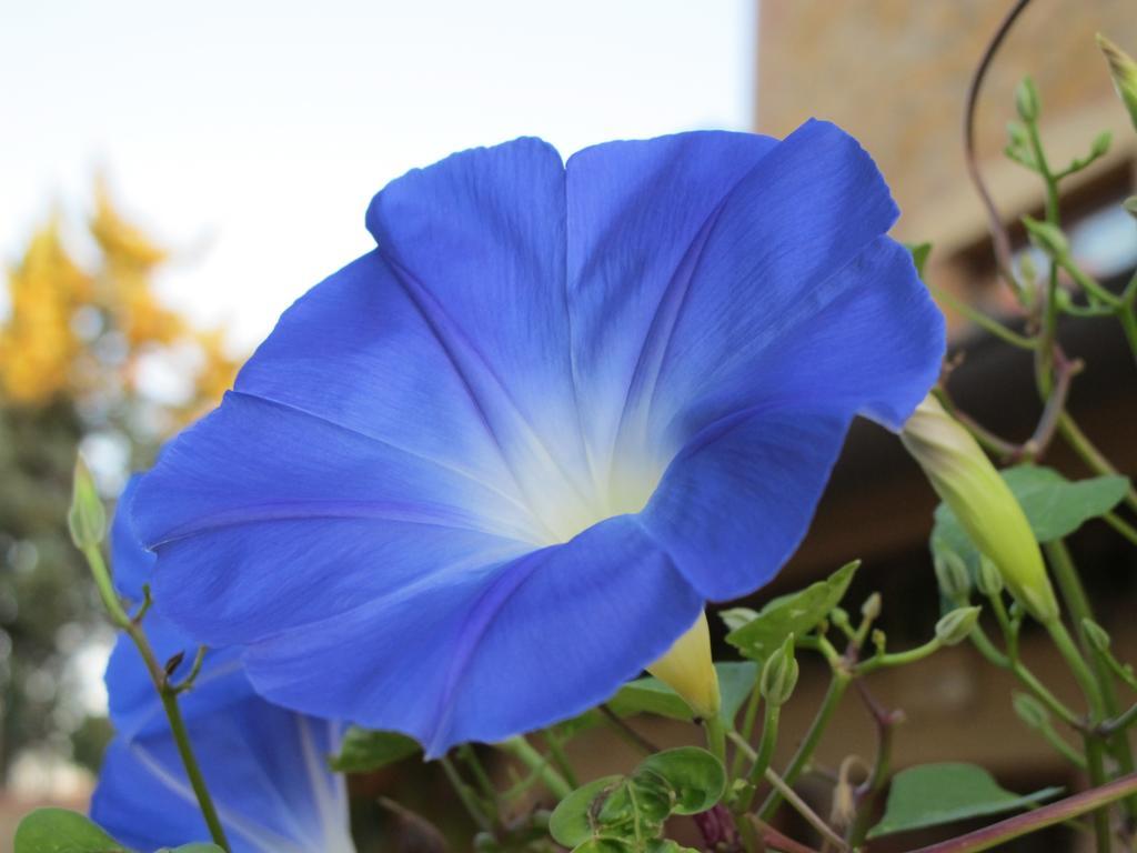 פיינצה Agriturismo Colombaiolo מראה חיצוני תמונה