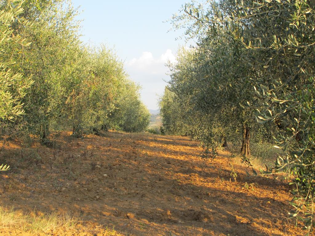 פיינצה Agriturismo Colombaiolo מראה חיצוני תמונה