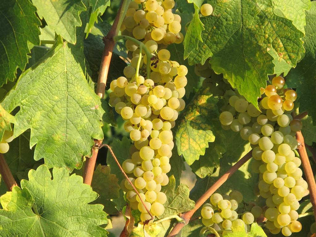 פיינצה Agriturismo Colombaiolo מראה חיצוני תמונה