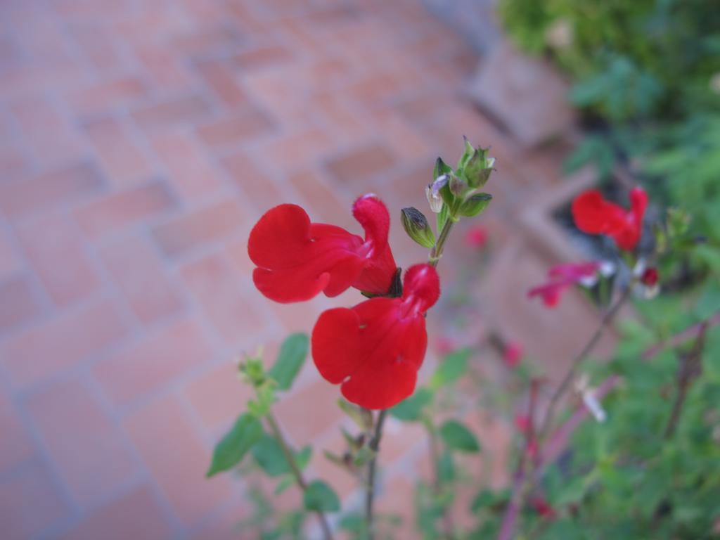 פיינצה Agriturismo Colombaiolo מראה חיצוני תמונה